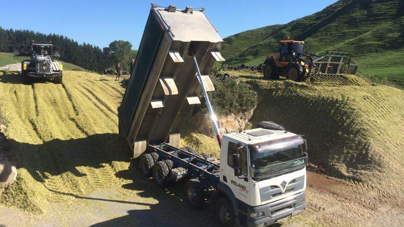 Stacking maize